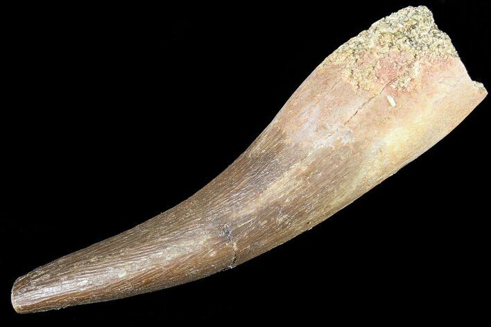 Fossil Plesiosaur (Zarafasaura) Tooth - Morocco #81816